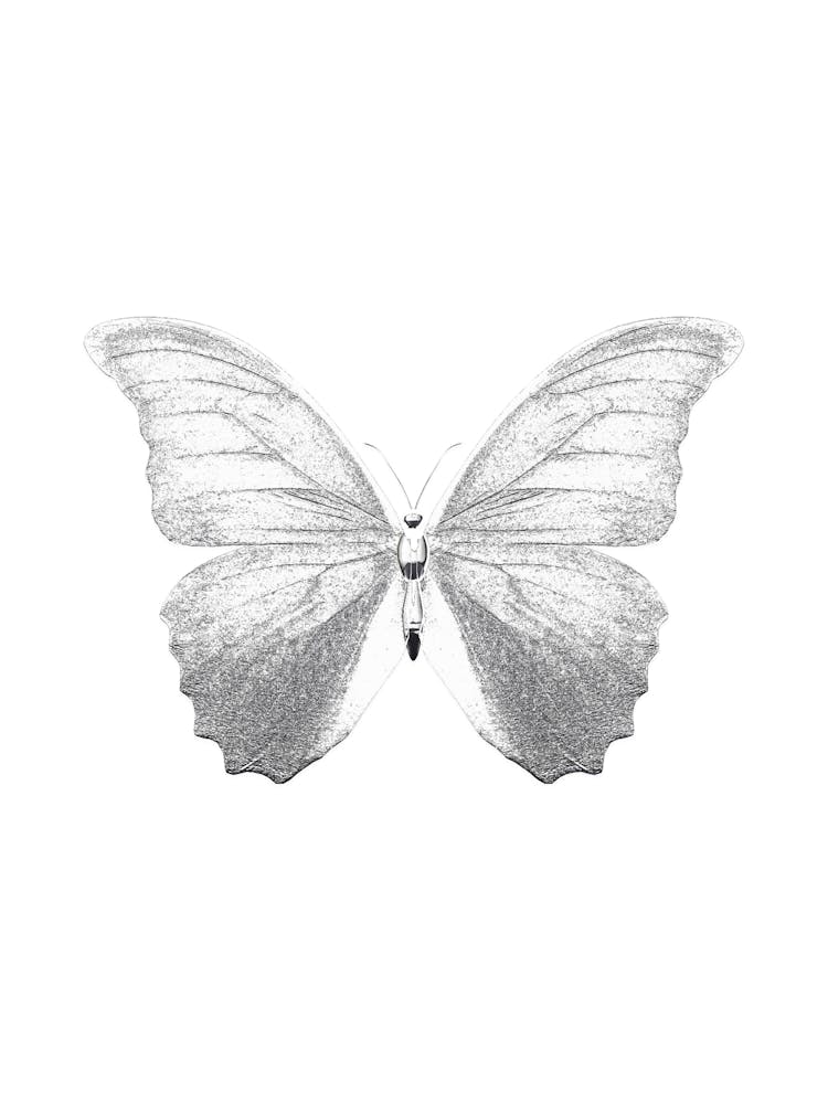 Butterfly 1