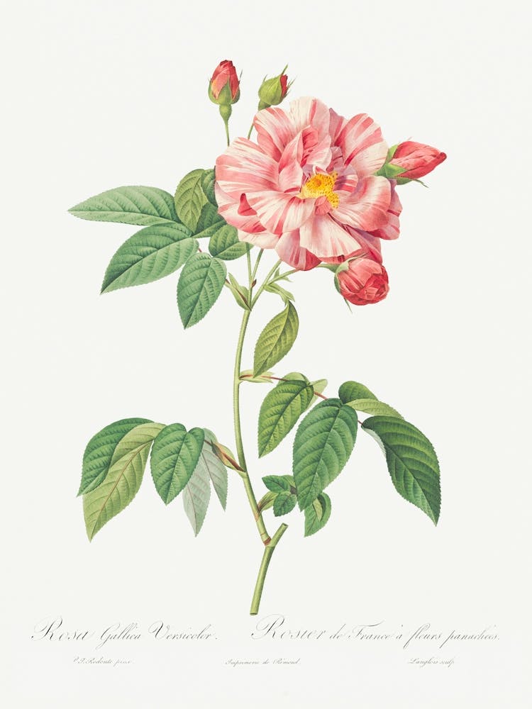 Rosa Mundi, French Rosebush With Varigated Flowers, Pierre Joseph Redoute