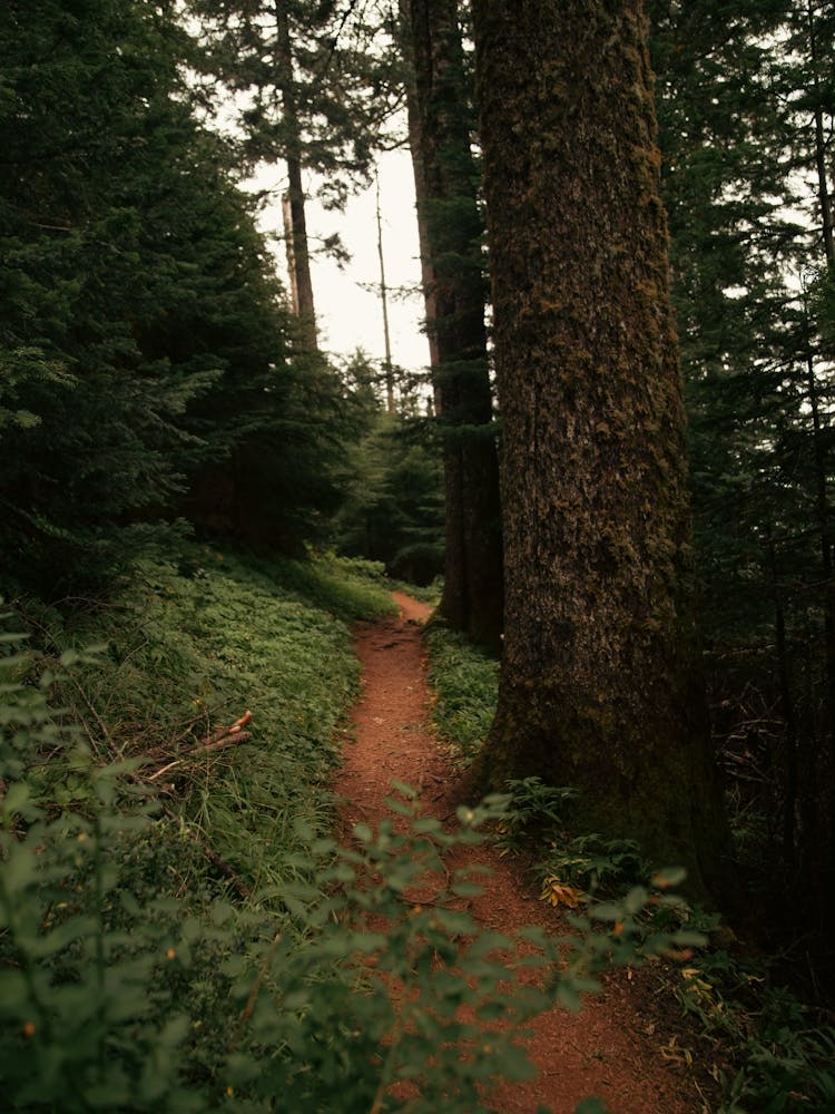 Forest Trail II