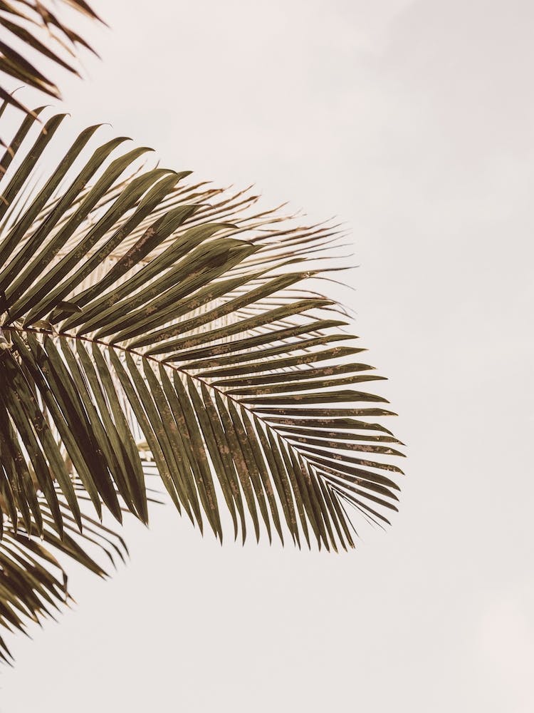 Palm Leaf