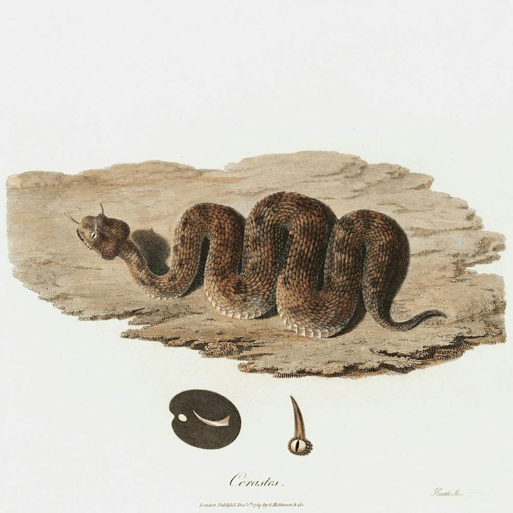 Cerastes (1789), James Heath