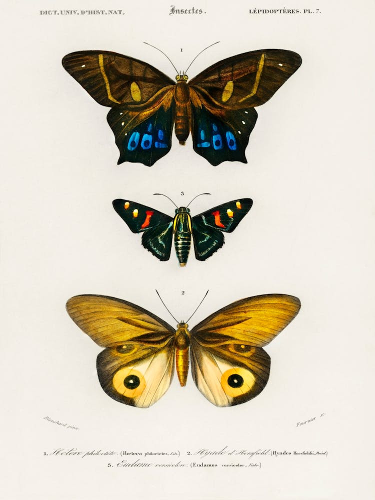 Different Types Of Butterfly, Charles Dessalines D'Orbigny 1