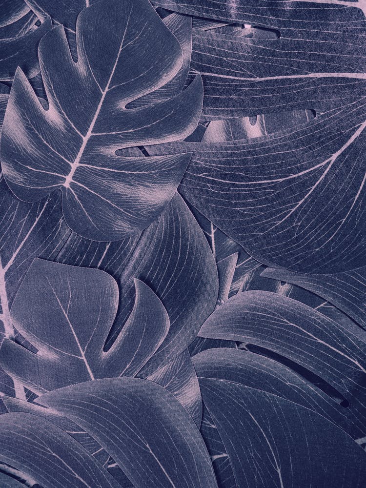Tropical Leaves
