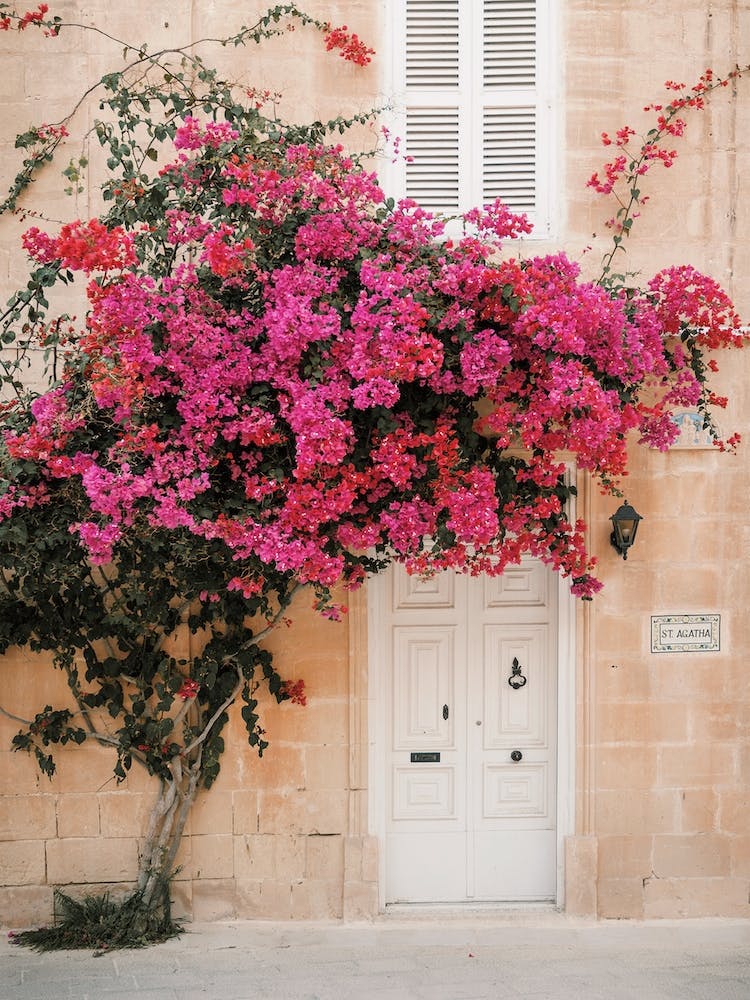 Climbing Bougainvillea