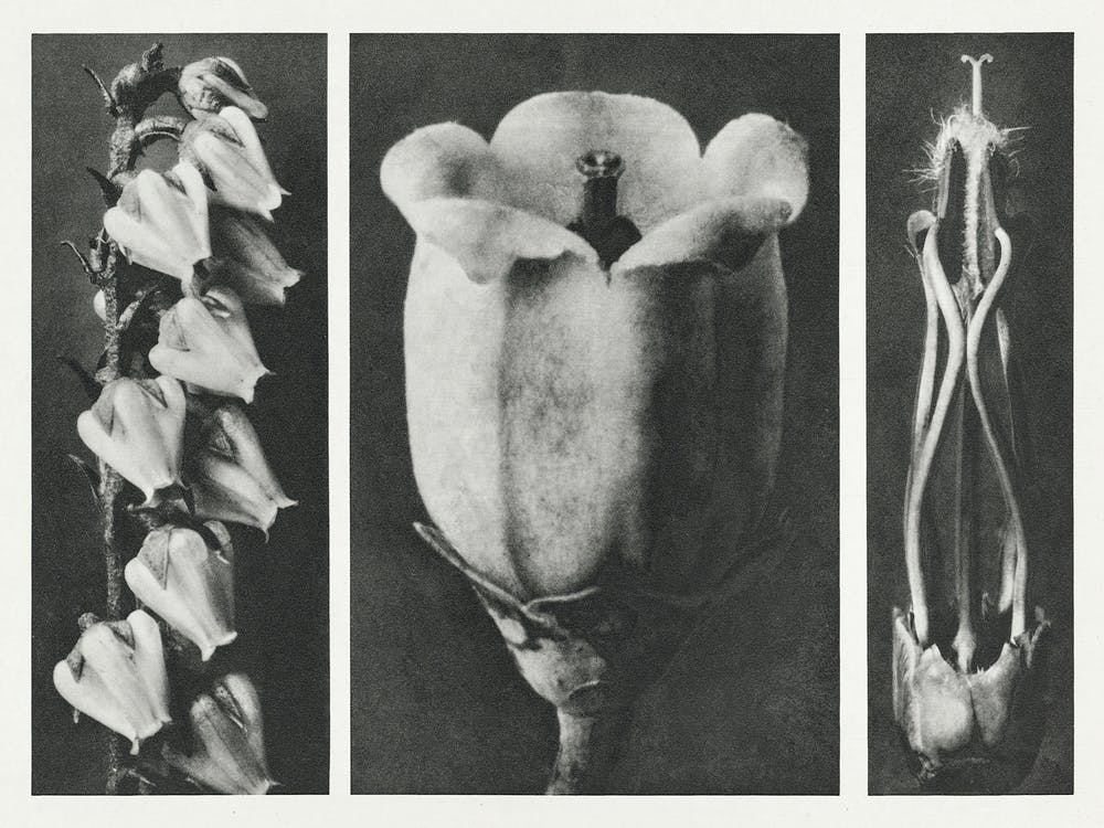 Pieris Floribunda, Karl Blossfeldt