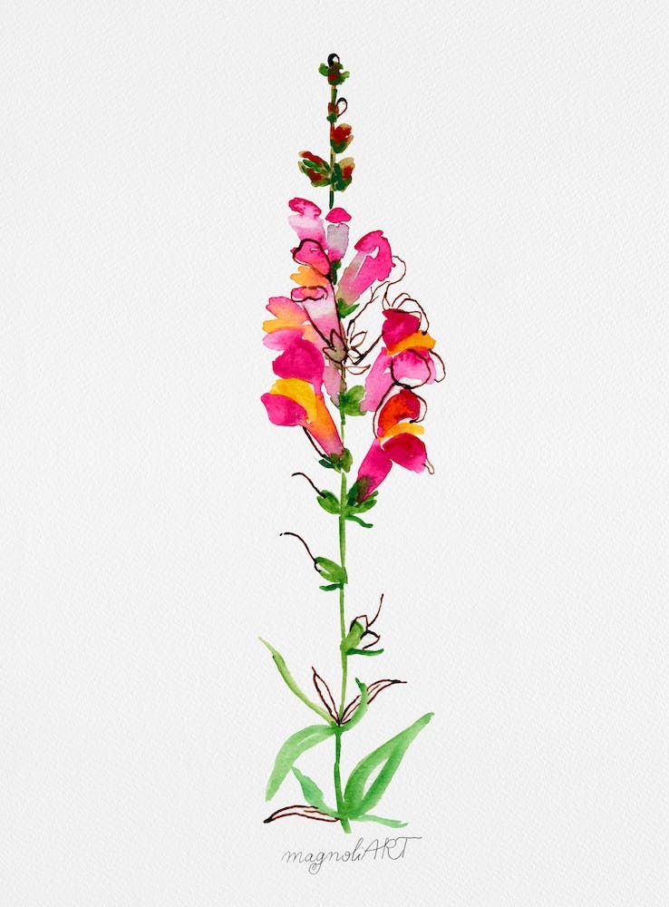 Snapdragon Watercolor Artwork