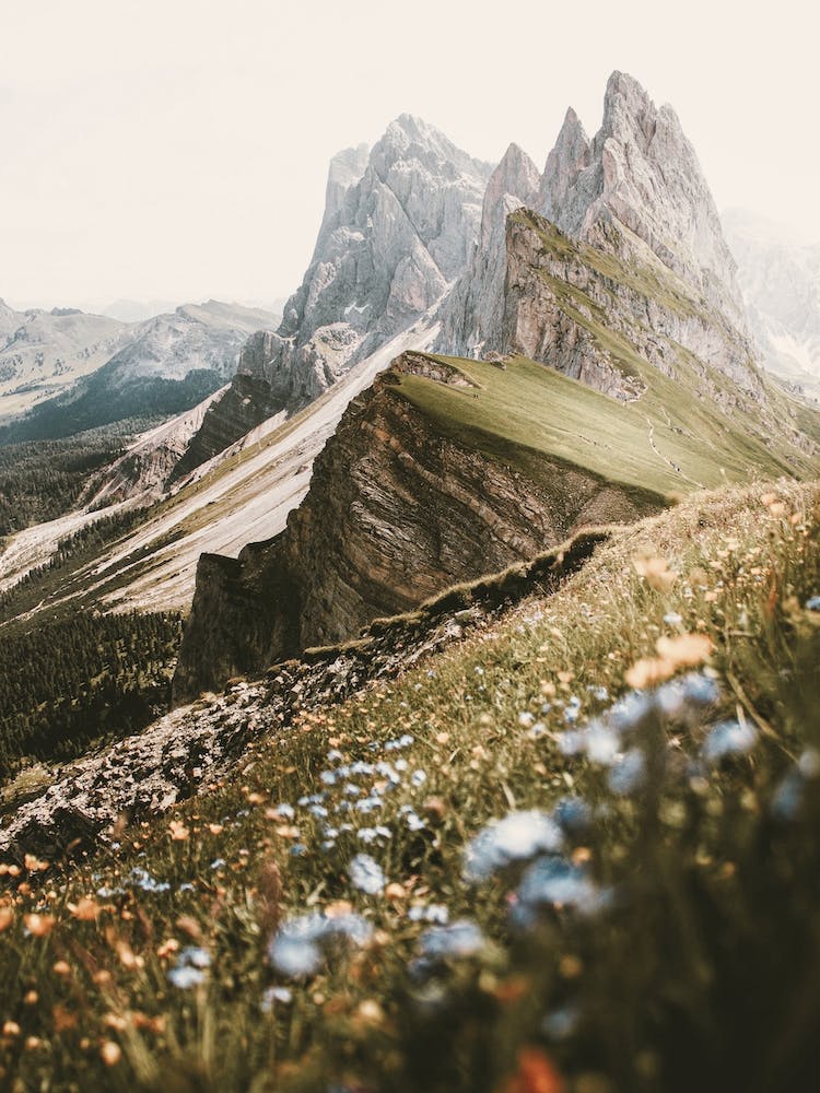 Wildflowers On Mountainside