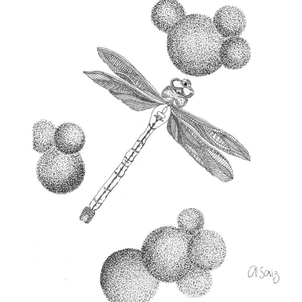 Black And White Dragonfly. 1