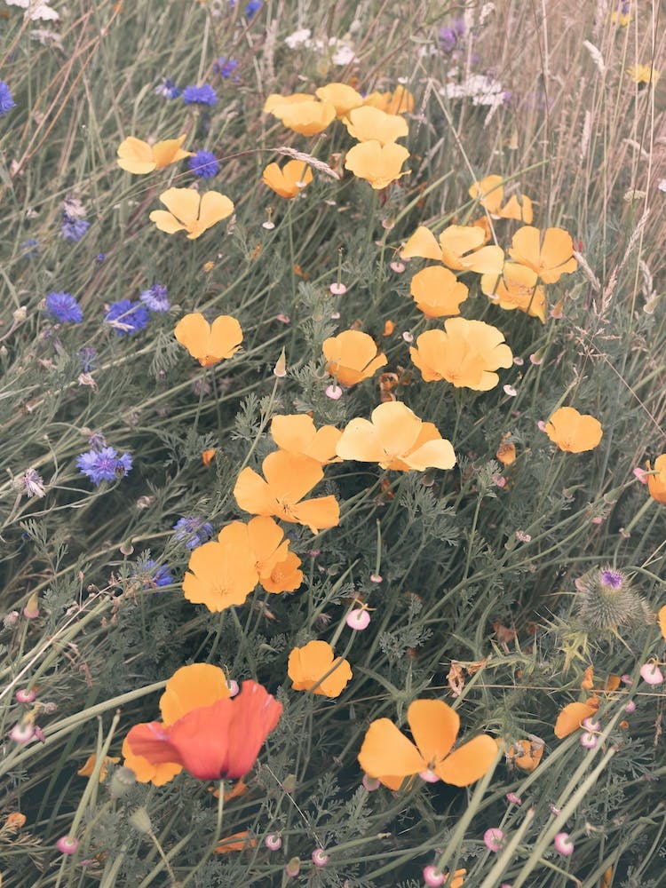 Wild Poppies