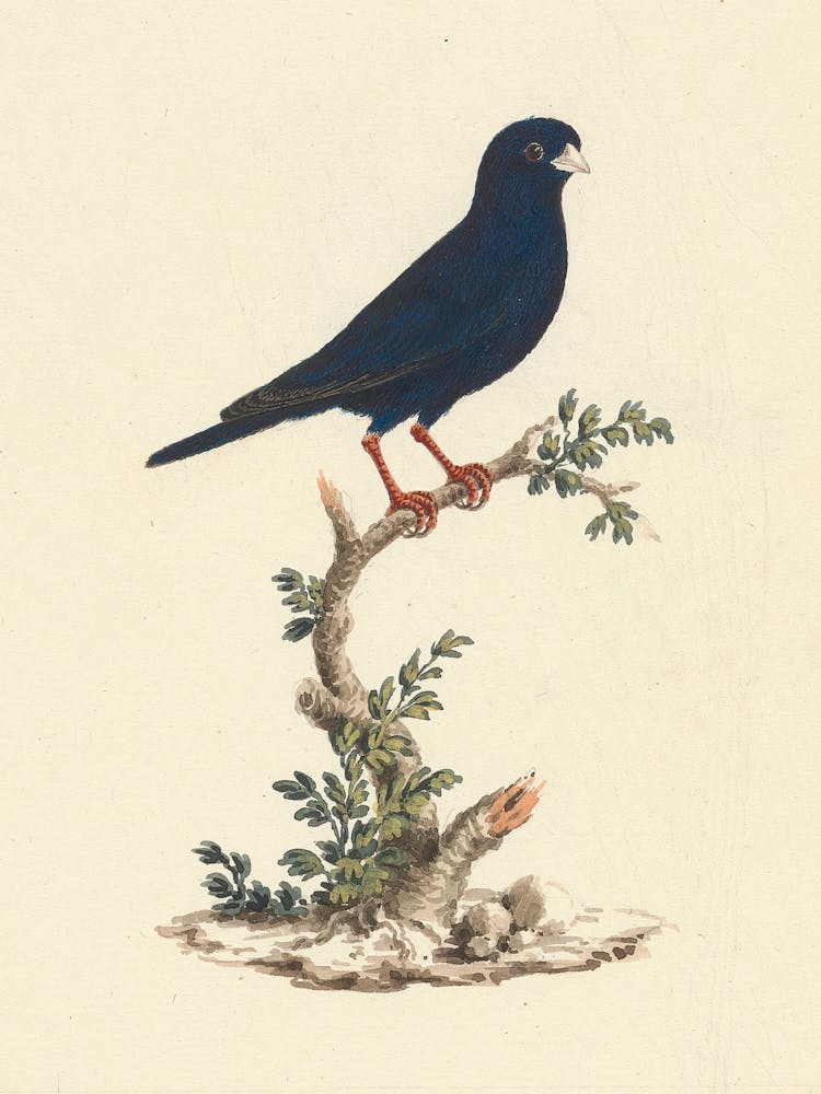 Village Indigobird, Luigi Balugani