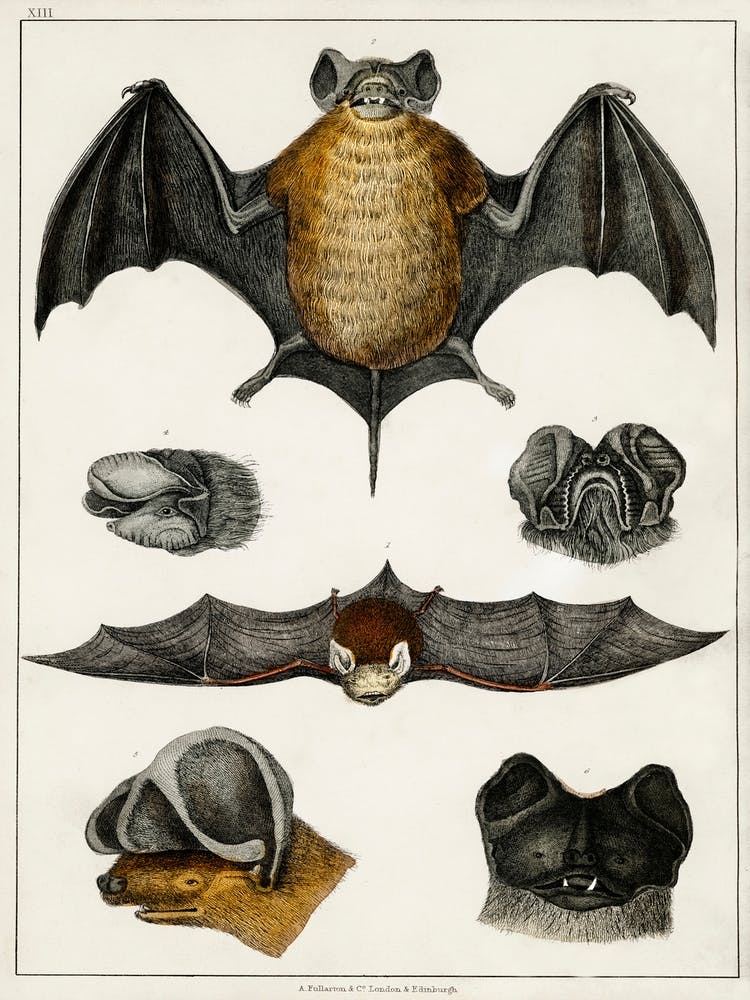 Collection Of Various Bats, Oliver Goldsmith