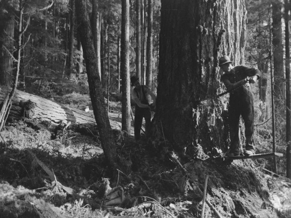 The Two Fallers Saw Down A Tree, Long Bell Lumber Company, Cowlitz County, Washington By Russell Lee