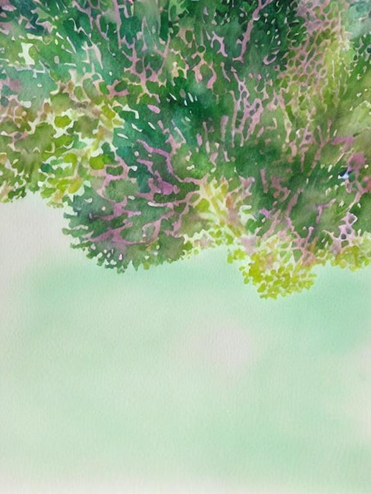 Acropora Intermedia Ii Storybook Watercolour