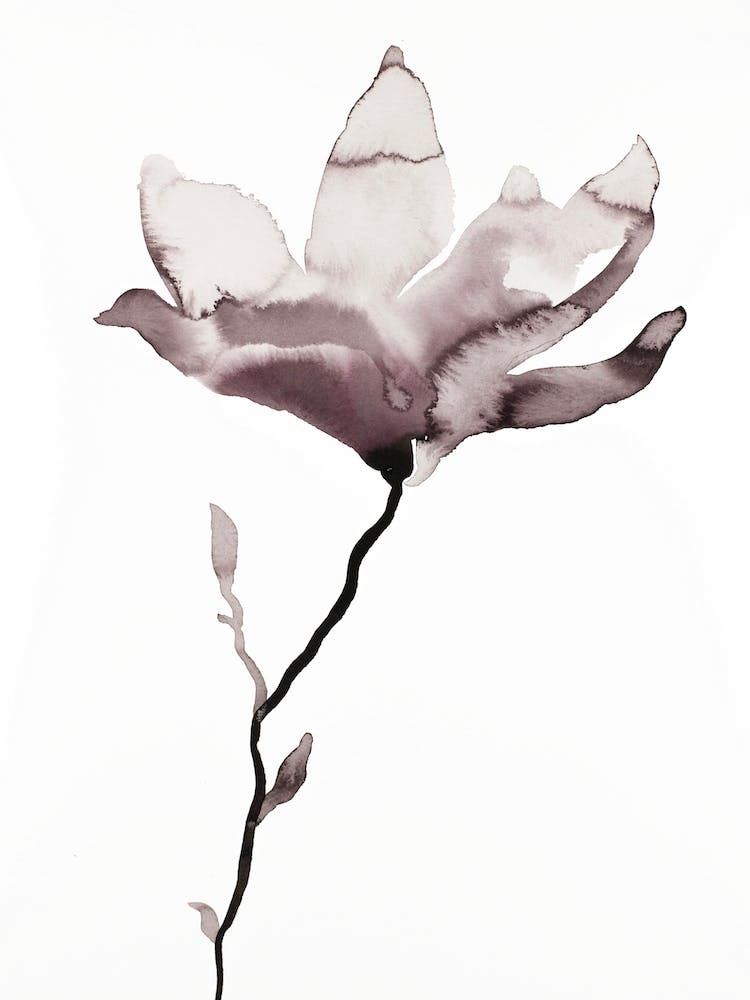 Magnolia 44