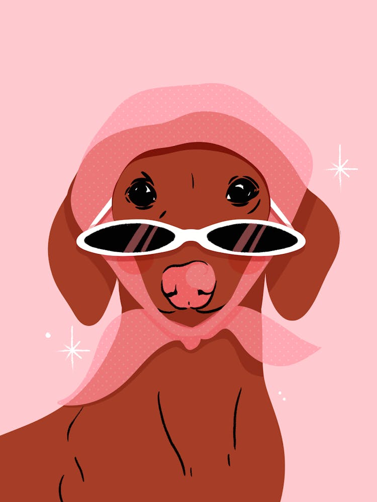 Dachshund | Chien Tendance