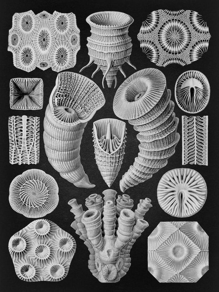 Vintage Haeckel 13 Tafel 29 Vierstrahlige Sternkorallen