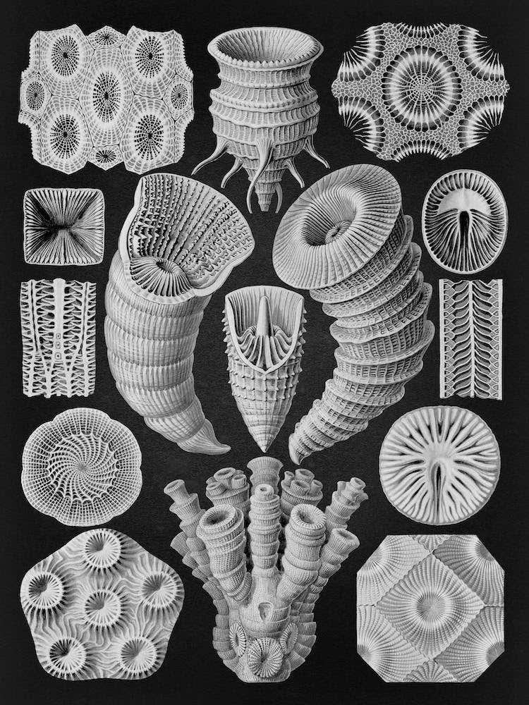 Vintage Haeckel 13 Tafel 29 Vierstrahlige Sternkorallen