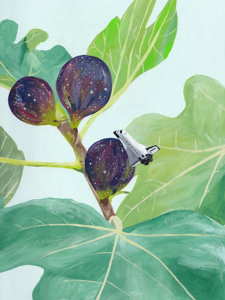 Fig Galaxy