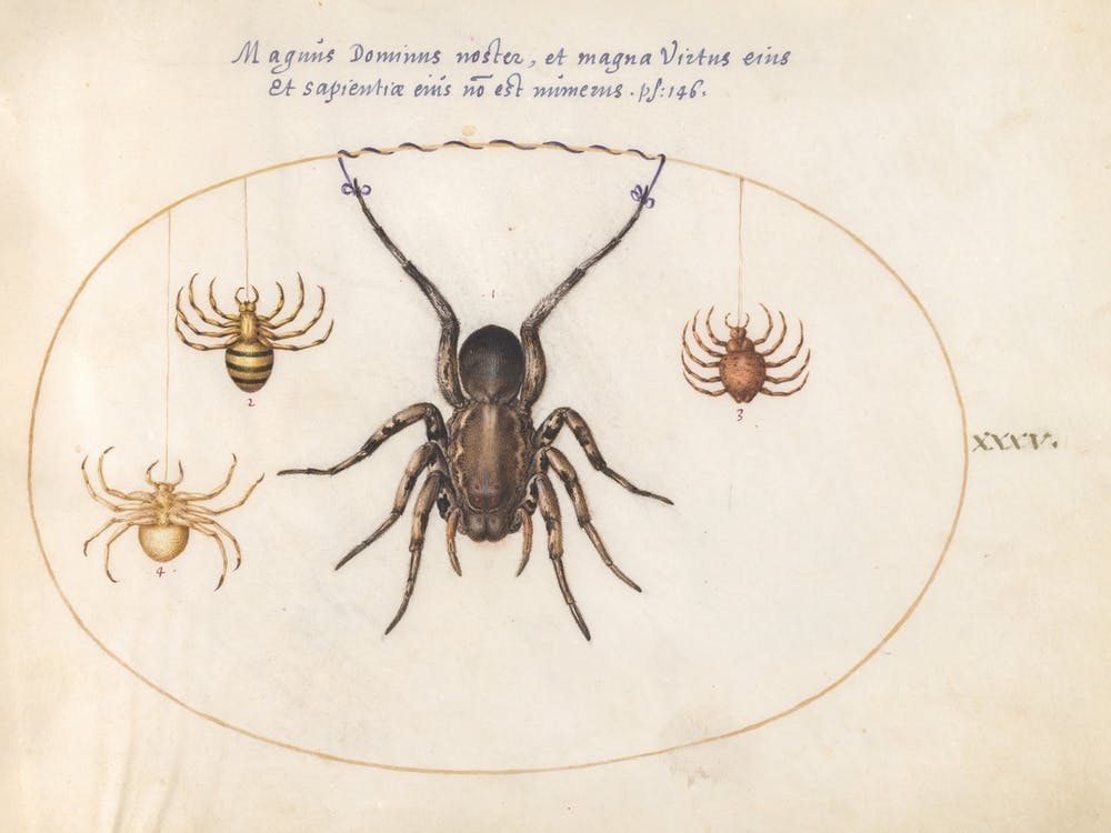 Four Spiders (c. 1575-1580), Joris Hoefnagel