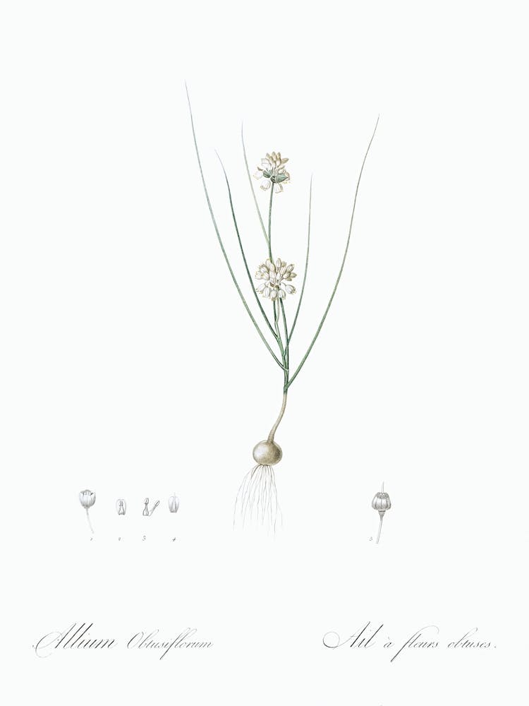Allium Obtusiflorum Illustration From Les Liliacées (1805), Pierre Joseph Redoute