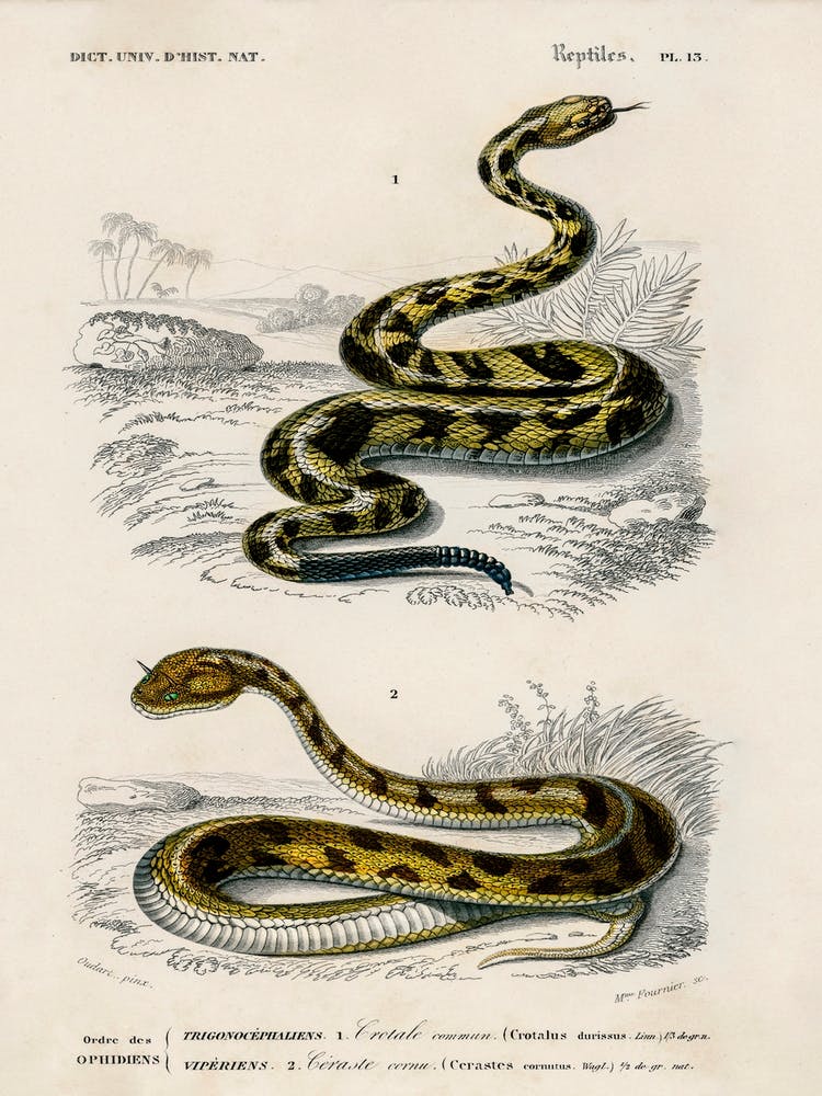 Rattlesnake (Crotale) And Saharan Horned Viper (Cerastes), Charles Dessalines D' Orbigny