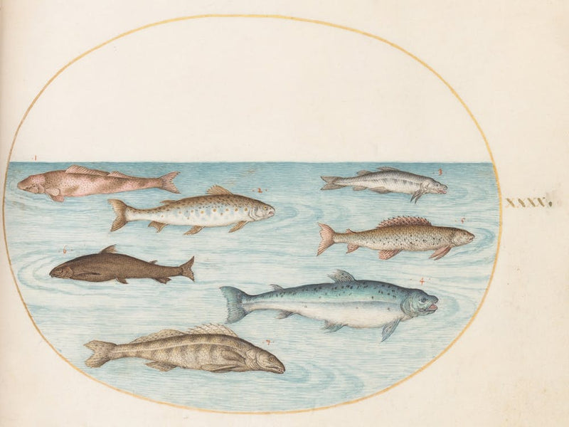 Aquatic And Shellfish Animals, Joris Hoefnagel (7)