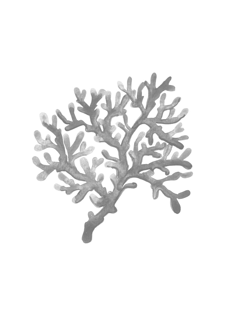 Coral Branch