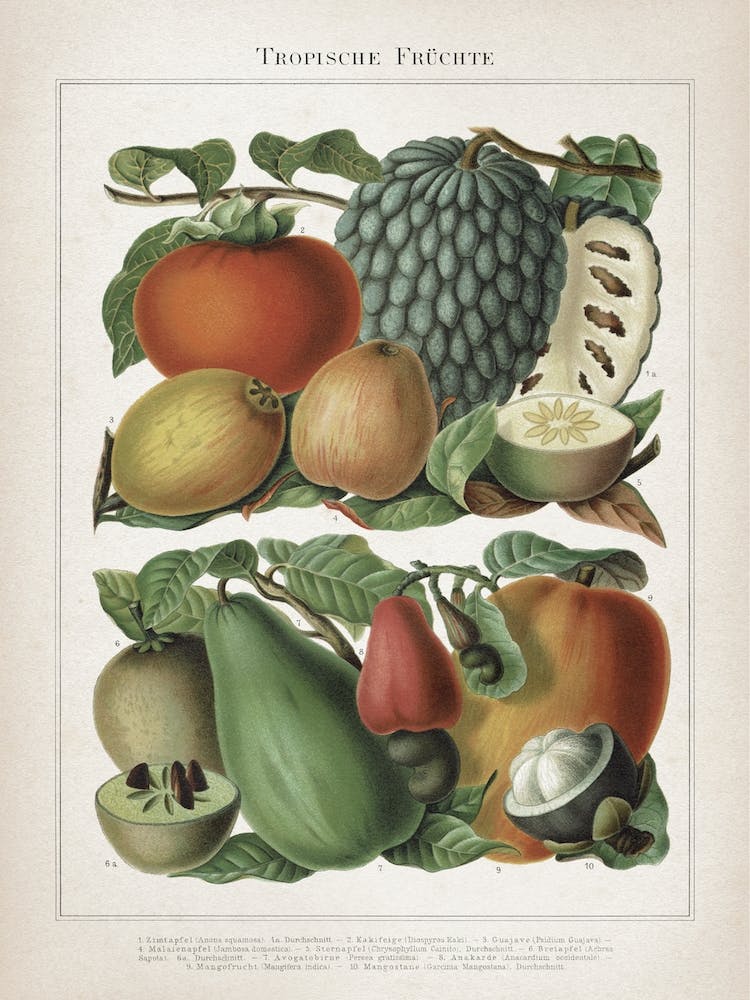 Vintage Meyers 6 Tropische Früchte
