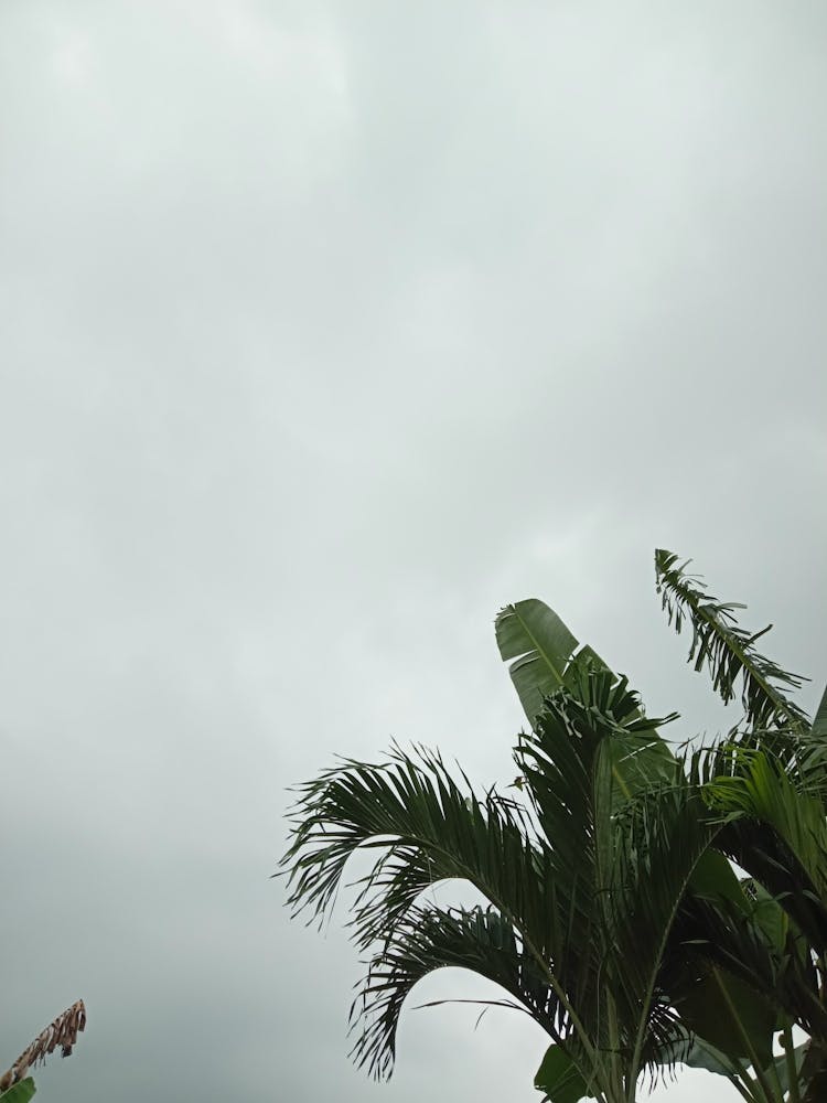 Cloudy Sky With Palm Trees