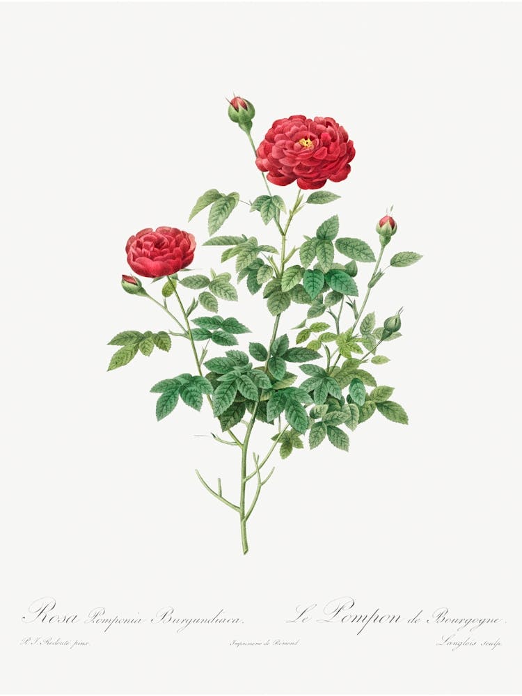 Pompon Rose (1817–1824), Pierre Joseph Redoute
