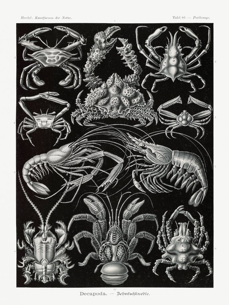 Vintage Krustaceans Diagram; Ernst Haeckel