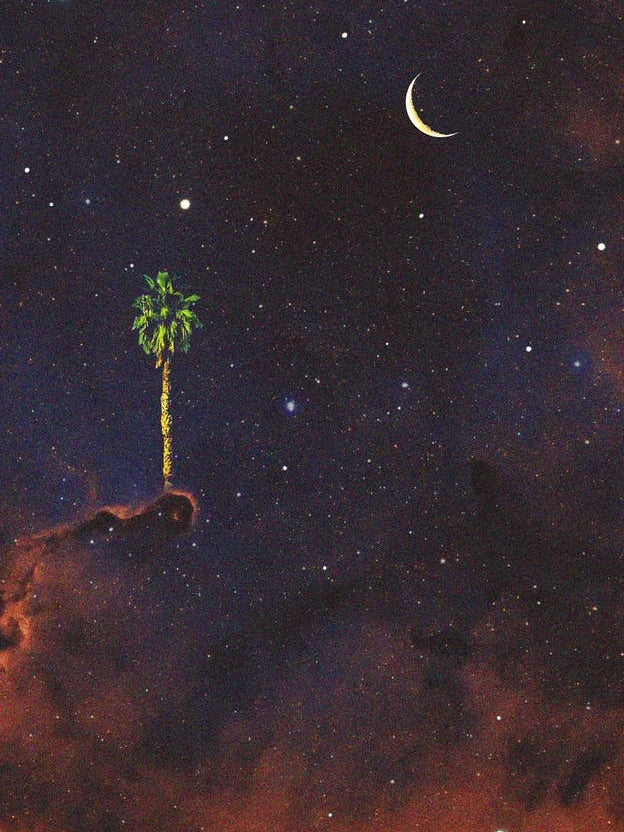 Galaxy Palm