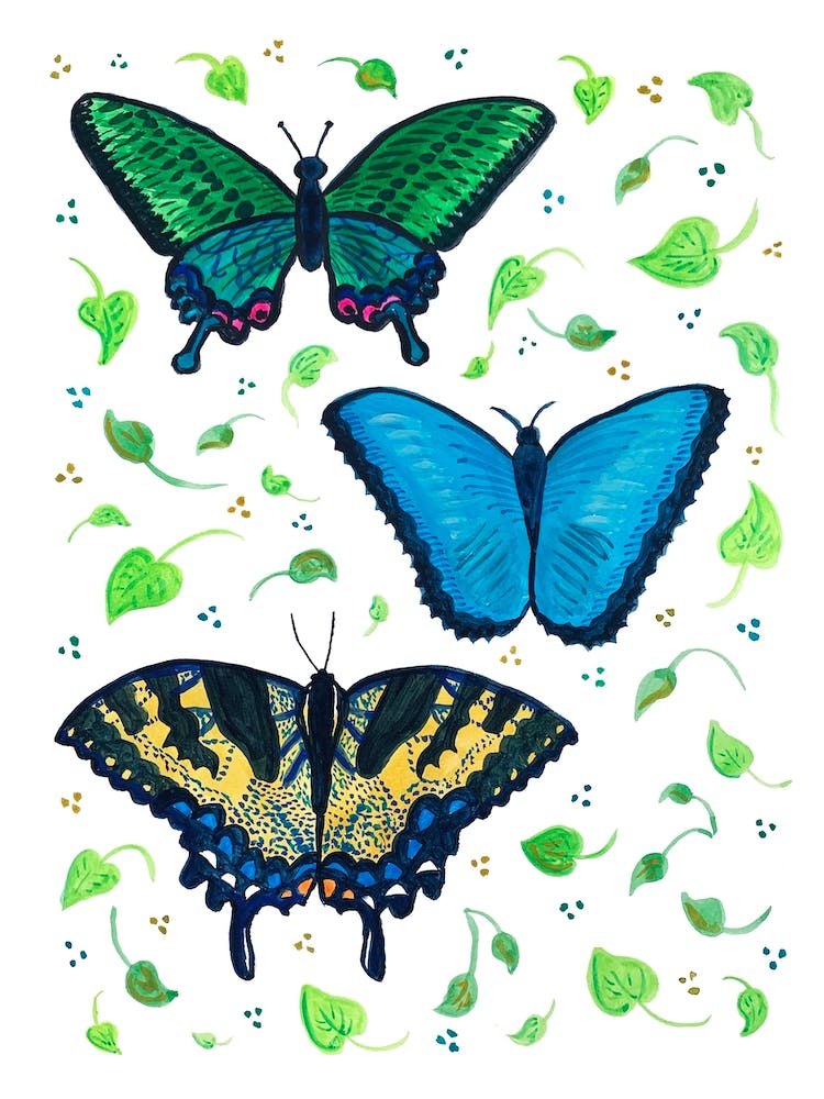 Butterflies
