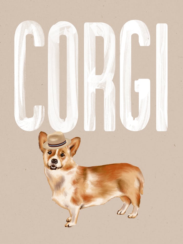 Corgi Dog