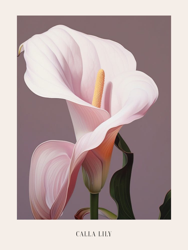 Floral Illustration Calla Lily 1 Poster