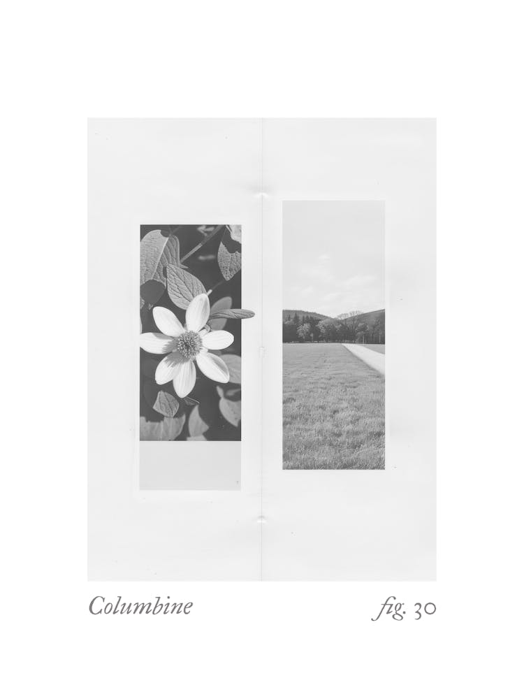 Columbine Botanical Collage 2