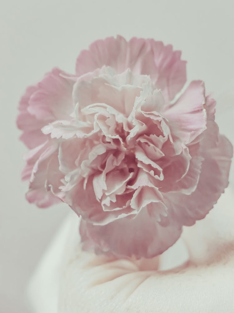 Pink Carnation Flower