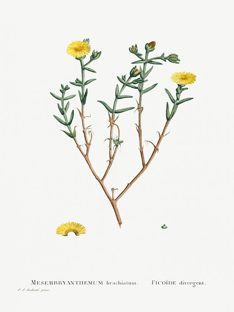 Mesembryanthemum Brachiatum (Three Forked Fig Marigold), Pierre Joseph Redoute