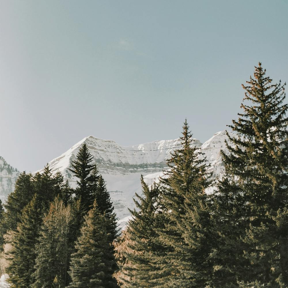 Pine Forest Mountain