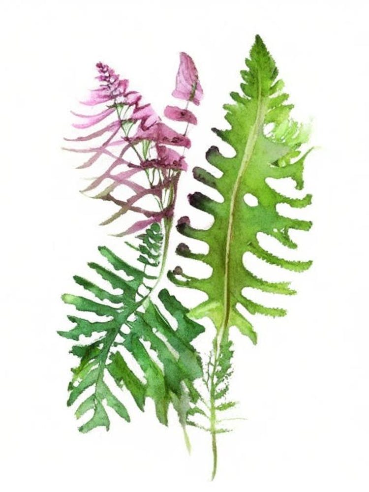 Interrupted Fern Wildflower Watercolour 2