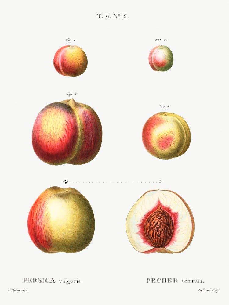 Peach, Pierre Joseph Redoute 2