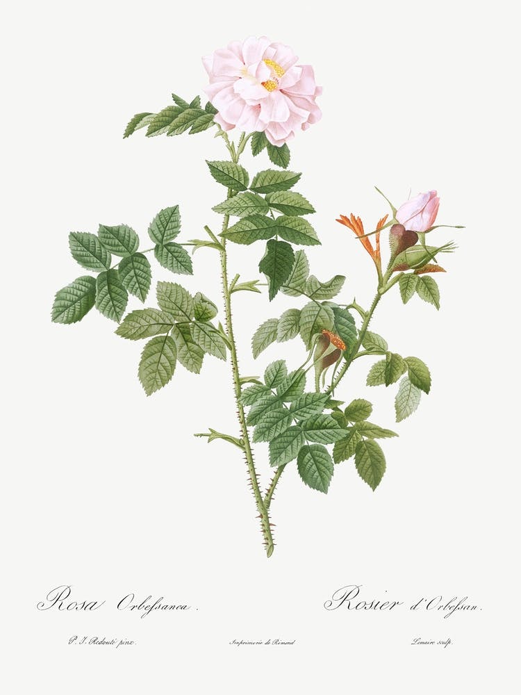 Pale Pink Flower, Pierre Joseph Redoute