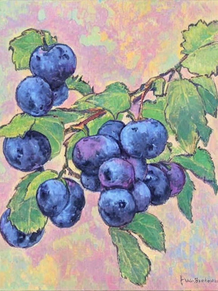 Boysenberry Vintage Sketch Fruit