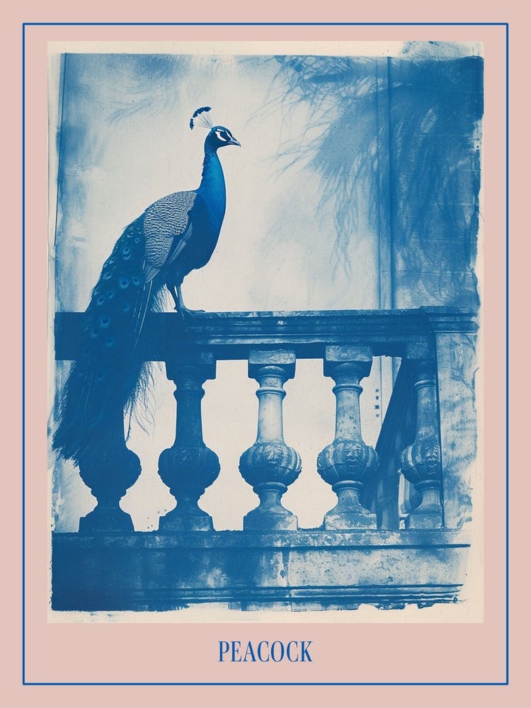 Cyanotype Inspired Peacock Resting On A Handrail 4 Poster