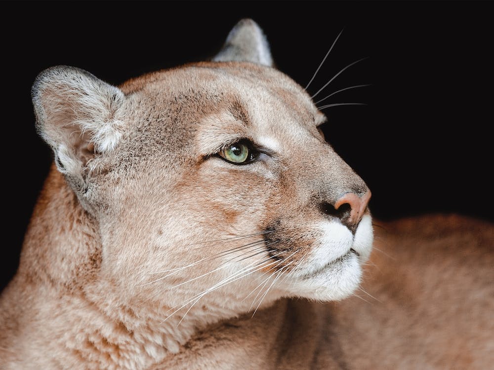 Mountain Lion Portrait