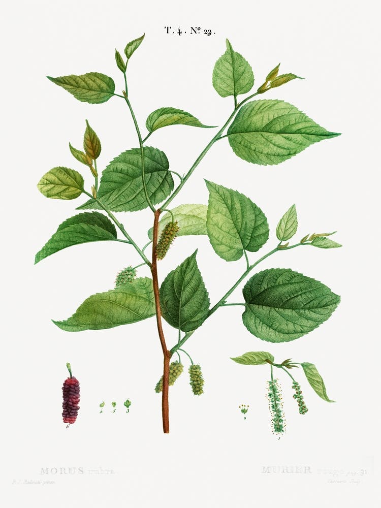 Red Mulberry, Pierre Joseph Redoute
