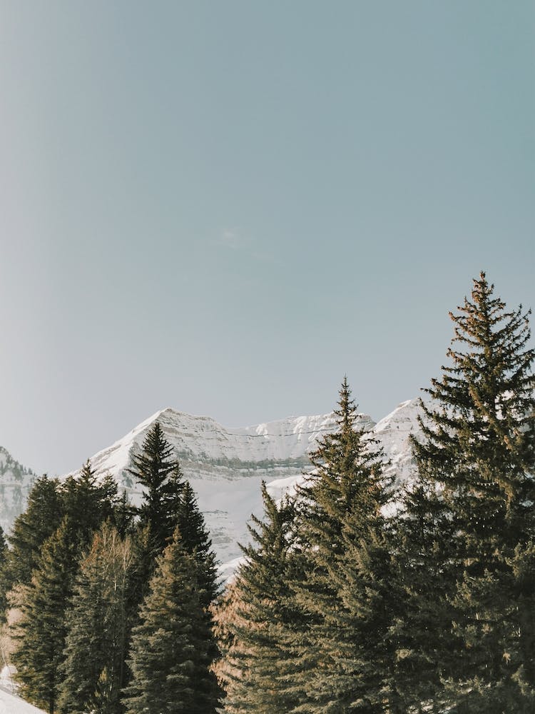 Snowy Mountain Forest