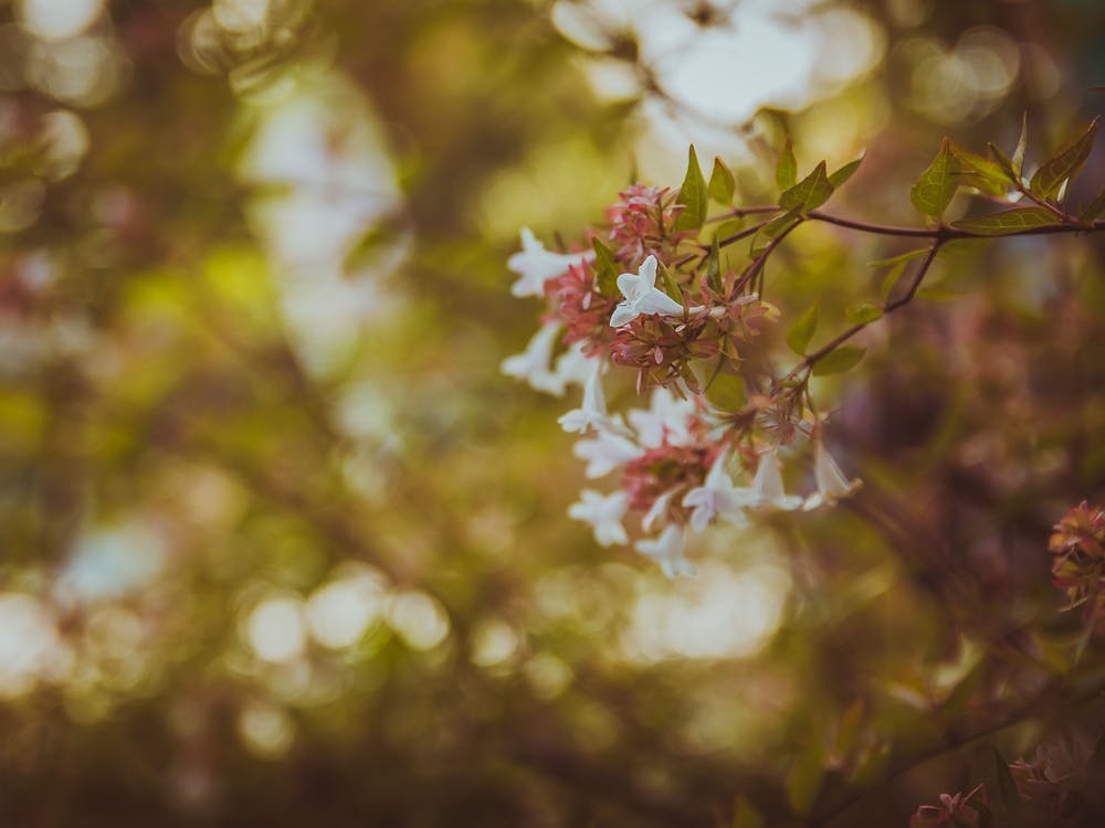 Flowers In The Garden On Summer Afternoon Moment