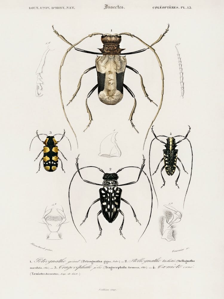 Different Types Of Beetles, Charles Dessalines D'Orbigny 6