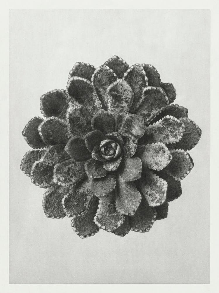 Margined Pyramidal Saxifrage (1928), Karl Blossfeldt